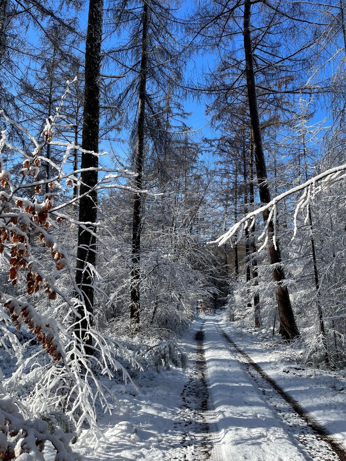 Welna_bos_besneeuwd.jpg